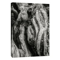 Slike, Kalaloch Big Cedar 2, Olimpijski nacionalni park, 16x20, ukrasno platno zidna umjetnost