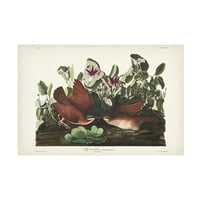 John James Audubon 'Key West Pigeon' platno umjetnost