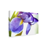 Zaštitni znak likovna umjetnost 'Purple Orchid' platno umjetnost od strane nevjerice