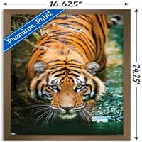 Plakat na zidu tigra i vode, 14.725 22.375
